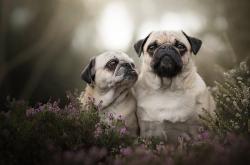 开云体育平台APP-掘金的尘土与拉文的星芒，两种胜利的交响