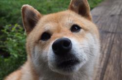 开云体育在线-F1揭幕战之夜，委内瑞拉足球的压哨胜利震撼多特蒙德