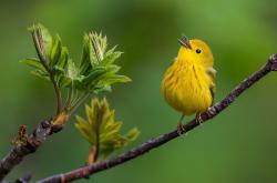 开云体育app-当足球遇见篮球，奥利维耶在西决式生死战中率领阿森纳碾压拉齐奥