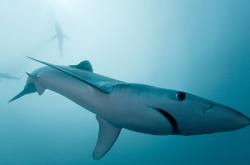 开云体育中国-赛道新王加冕，维斯塔潘终结汉密尔顿火箭时代，拉文式超车接管F1年度争冠战