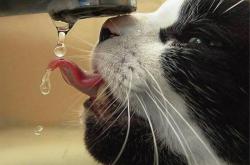 开云体育登录-从僵局到胜势，巴雷拉连续得分改变比利时对阵沙特的格局