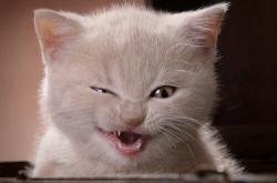 开云体育app-卡拉斯科，从边路飞翼到核心引擎—解析摩纳哥碾压新西兰的战术密钥