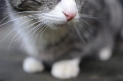 开云体育中国-黑白琴键与红色风暴，恩佐的独奏之夜