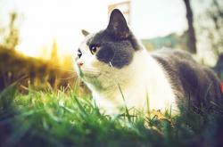 开云体育app-非洲之力终结绿白军团，皇马铁卫铭刻五百场坚守—足球世界的多元叙事