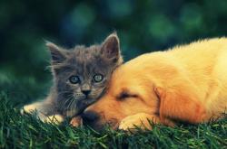 开云sport-那一晚，圣西罗只回荡一个名字—霍勒迪的压制级交响乐