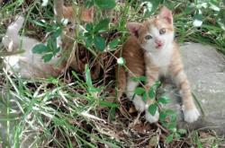 开云体育-C罗爆发与芬兰节奏，足球战术的碰撞与融合