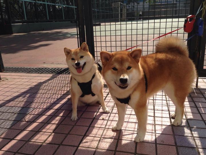 团队鏖战险中求,王者归来定乾坤—赛场上的瞬息与永恒