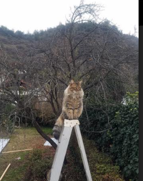精密仪器的胜利，当瑞士钟表匠之心遇见凯恩的校准射门