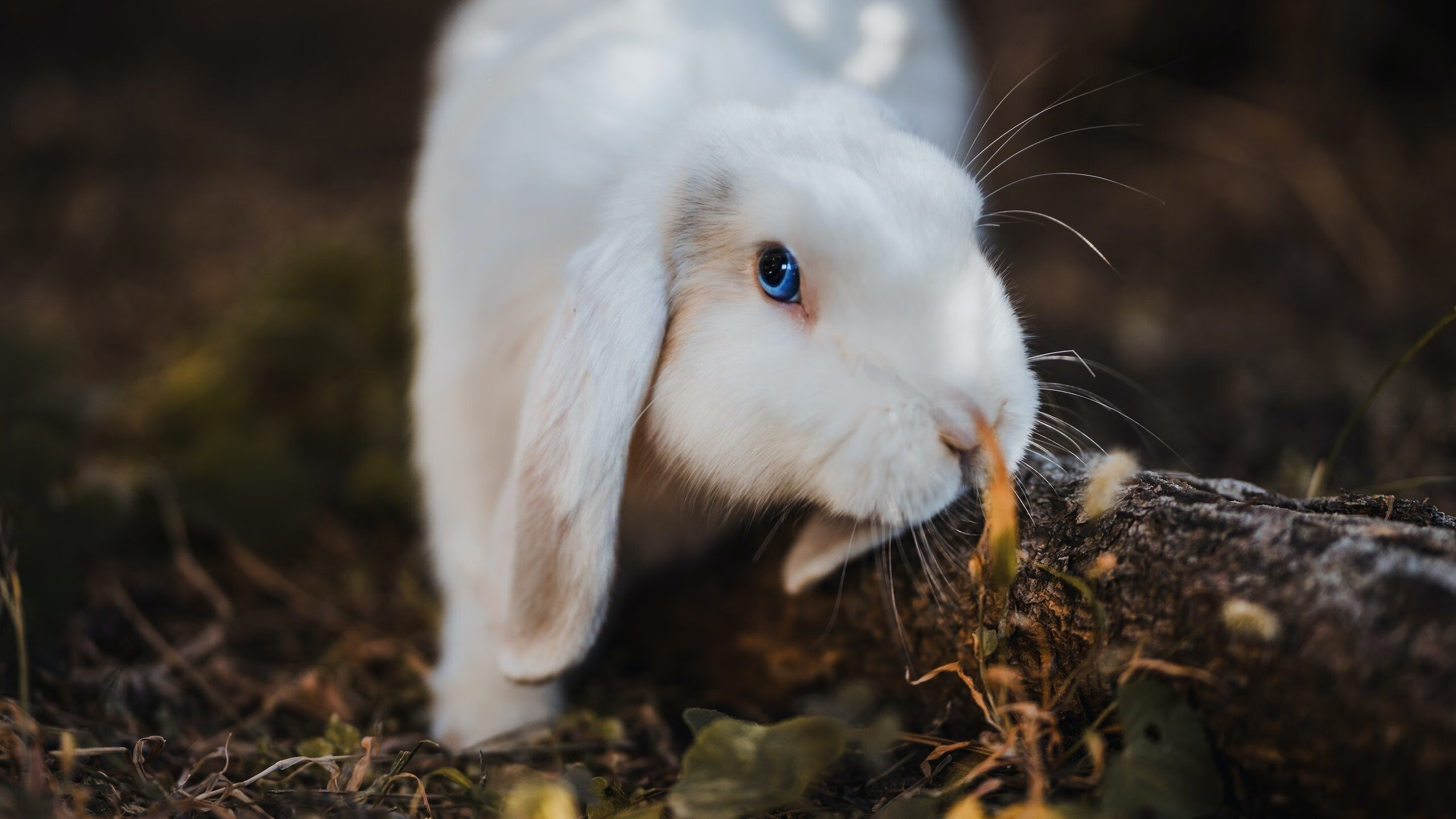 掘金的尘土与拉文的星芒，两种胜利的交响