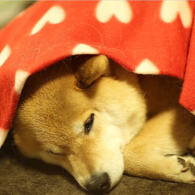 狼王狂啸破鹿群,浓眉擎天定乾坤