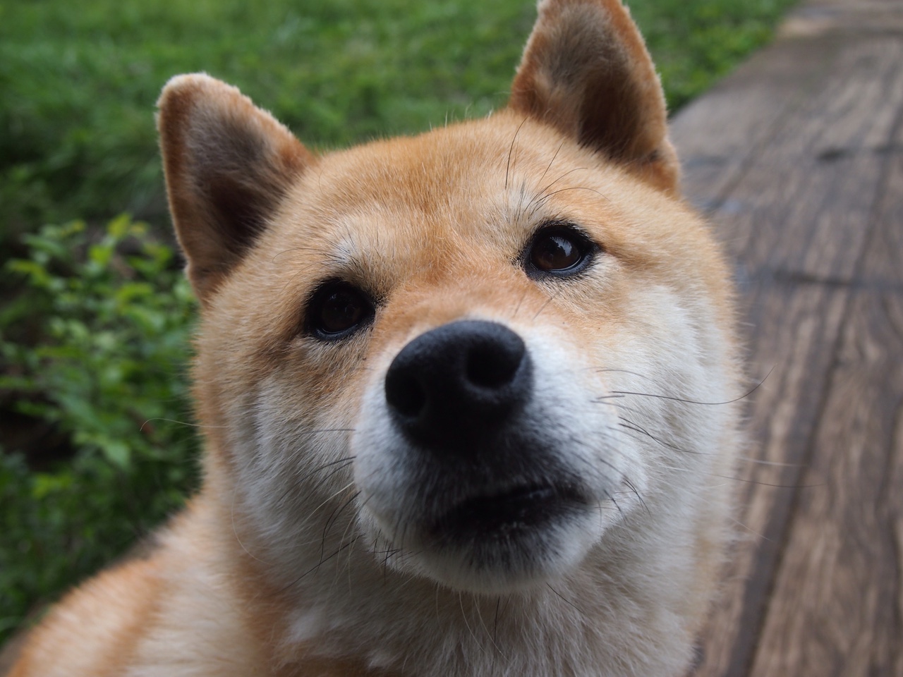 F1揭幕战之夜，委内瑞拉足球的压哨胜利震撼多特蒙德