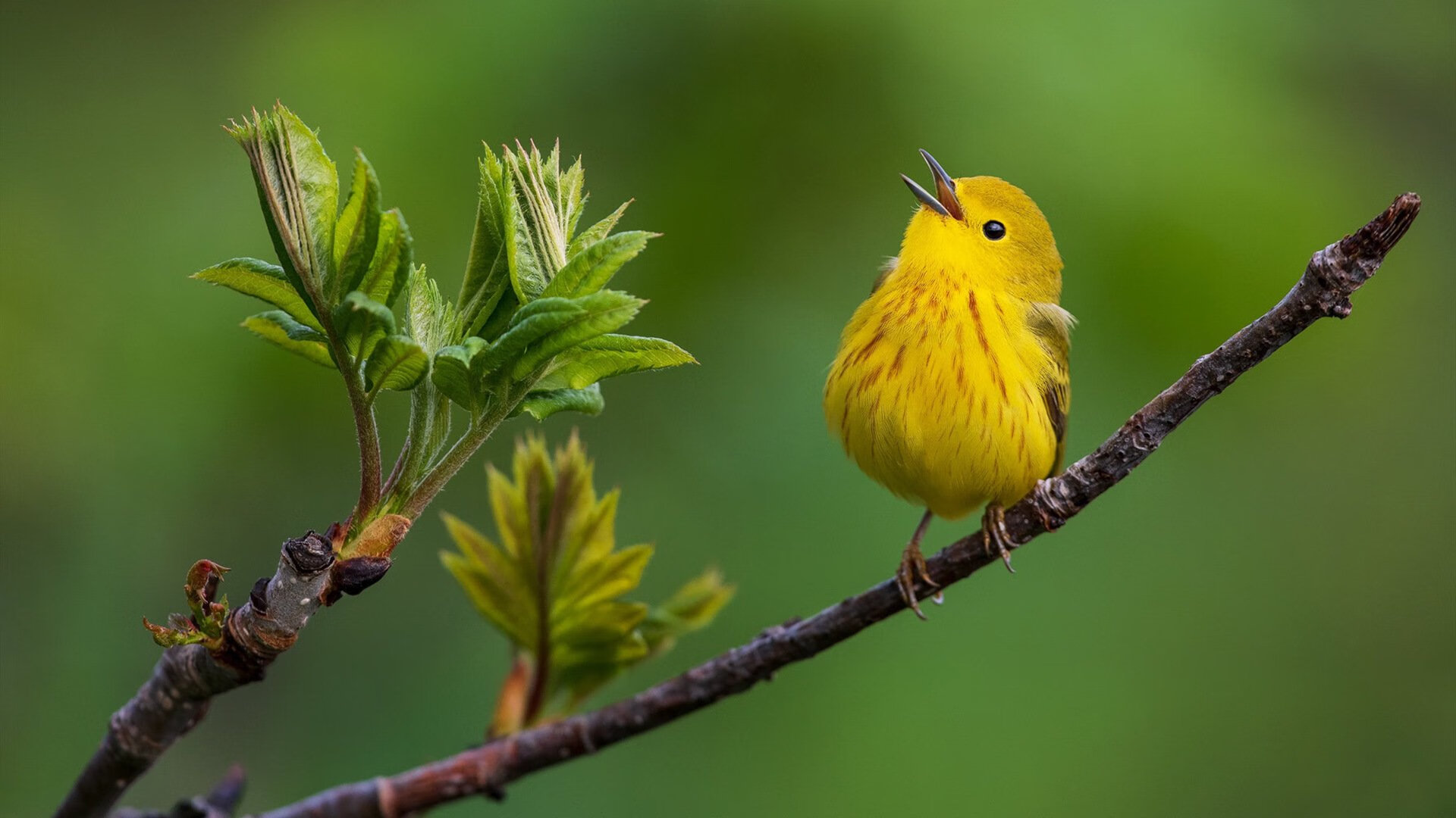 当足球遇见篮球,奥利维耶在西决式生死战中率领阿森纳碾压拉齐奥