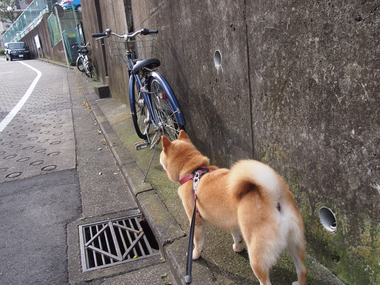 阿坎吉状态火热引爆全场,雷恩欧联杯5-0狂胜爱尔兰劲旅沙姆洛克流浪者