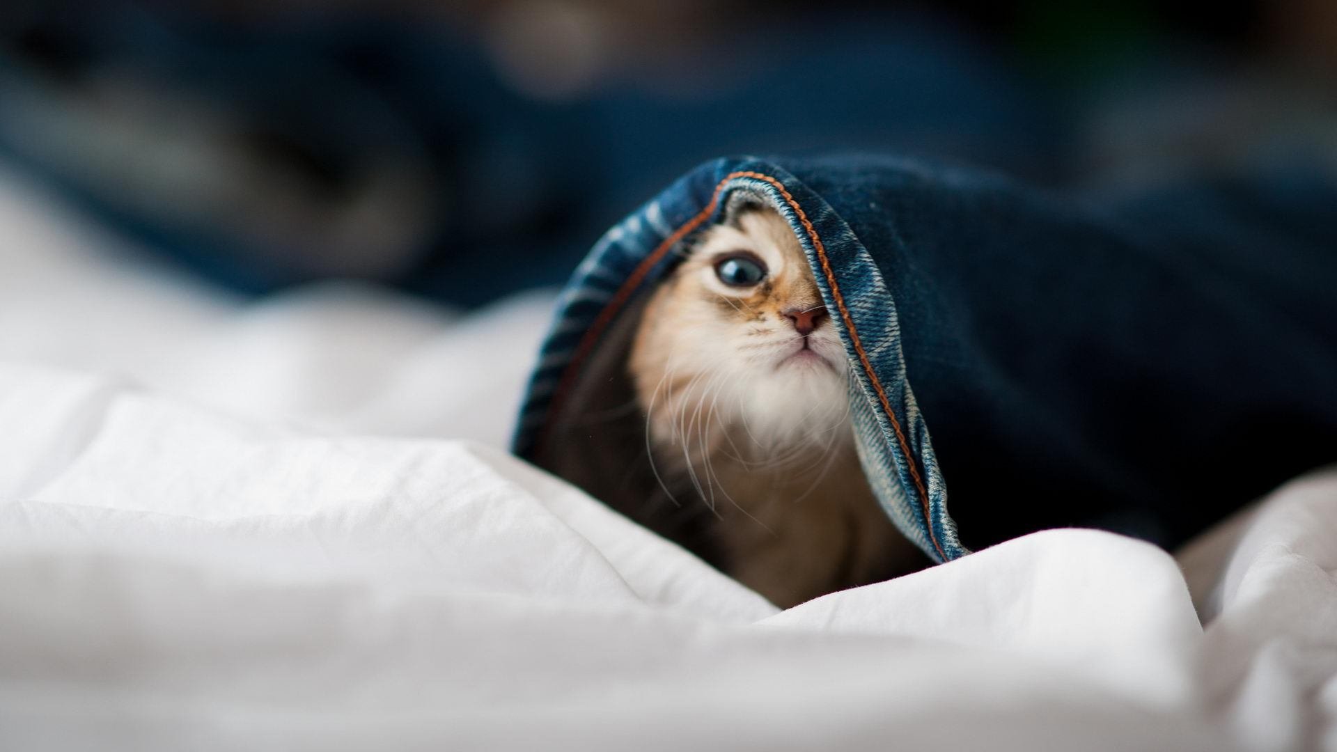 终极试炼,巴斯托尼铁壁中爆发,马德里竞技读秒绝杀南美狂飙