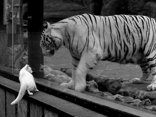 克莱的琴键，当灰熊在休斯顿奏响唯一胜利乐章