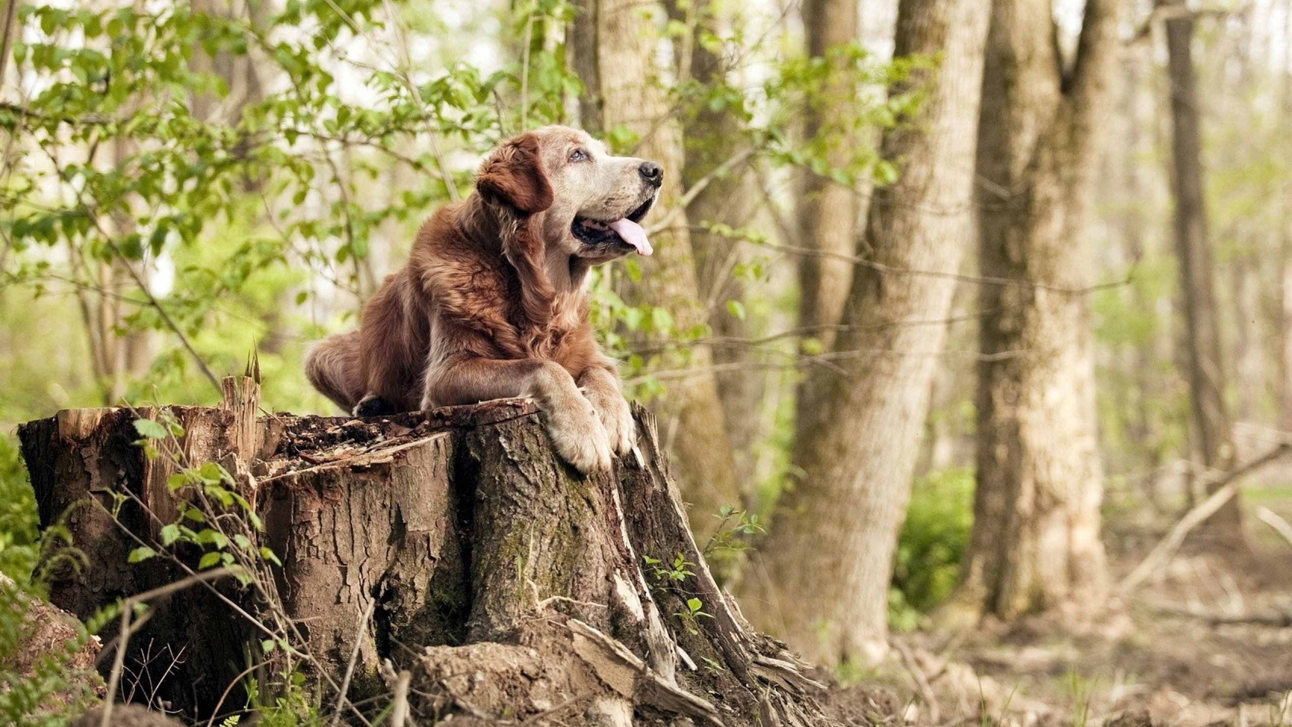 东方巨龙遇阻芝加哥风暴,塔图姆末节20分导演史诗逆转