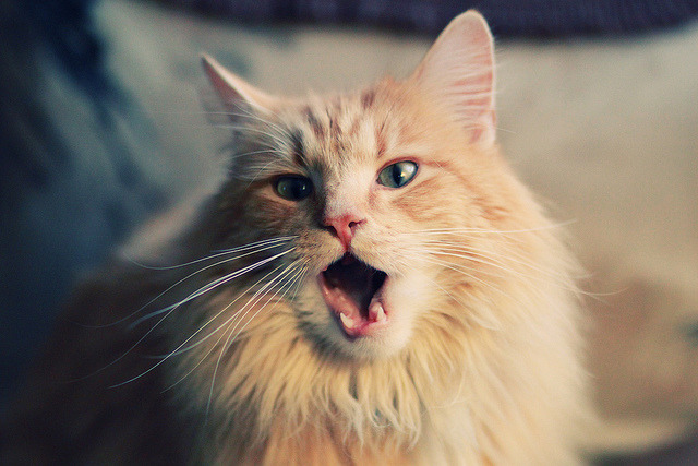 单核与群狼，当德布劳内的才华遇上阿尔及利亚的意志