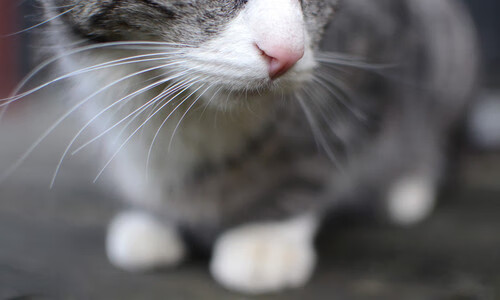 黑白琴键与红色风暴,恩佐的独奏之夜