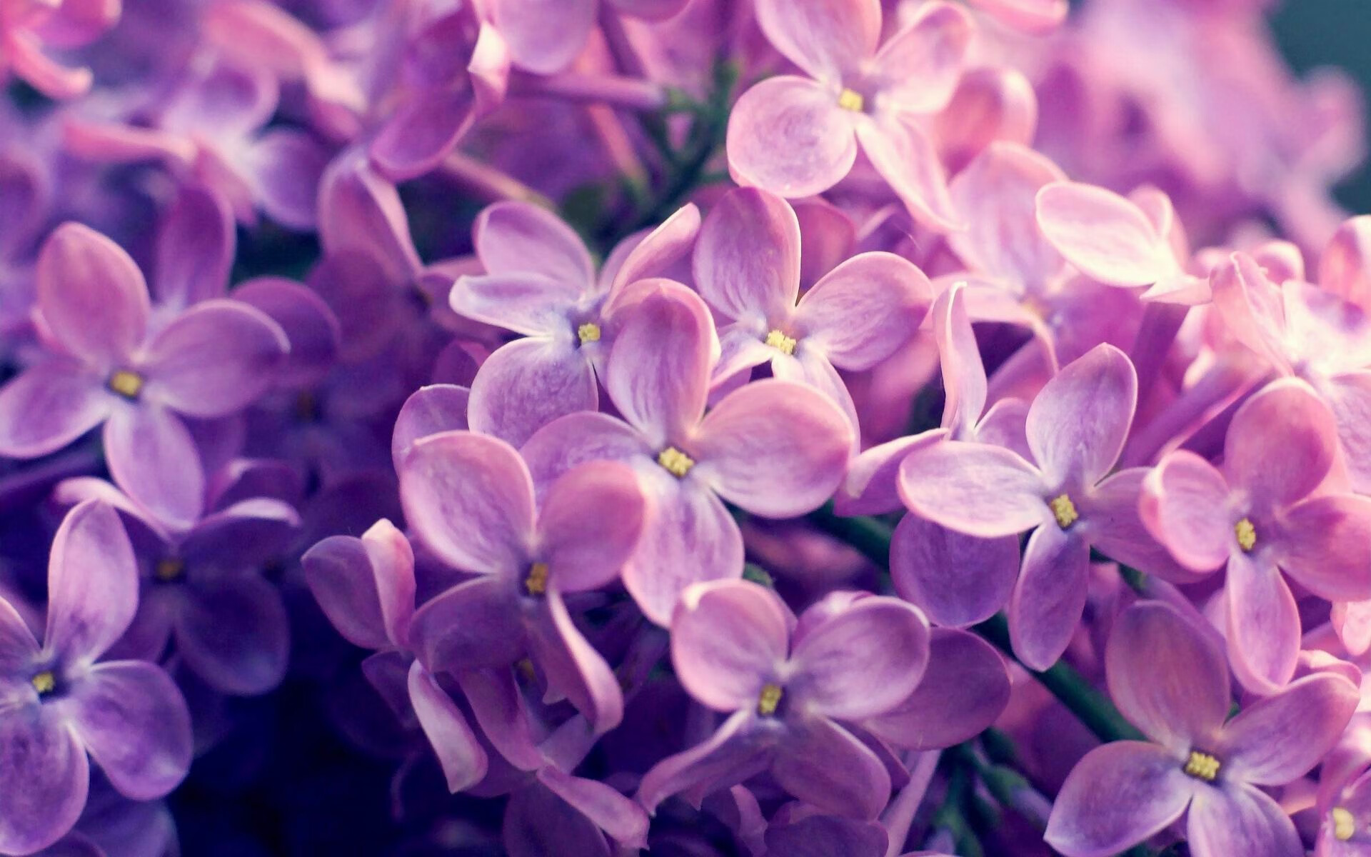 破局者诞生，当日本突破瑞典铁幕，克瓦拉茨赫利亚成为那把钥匙