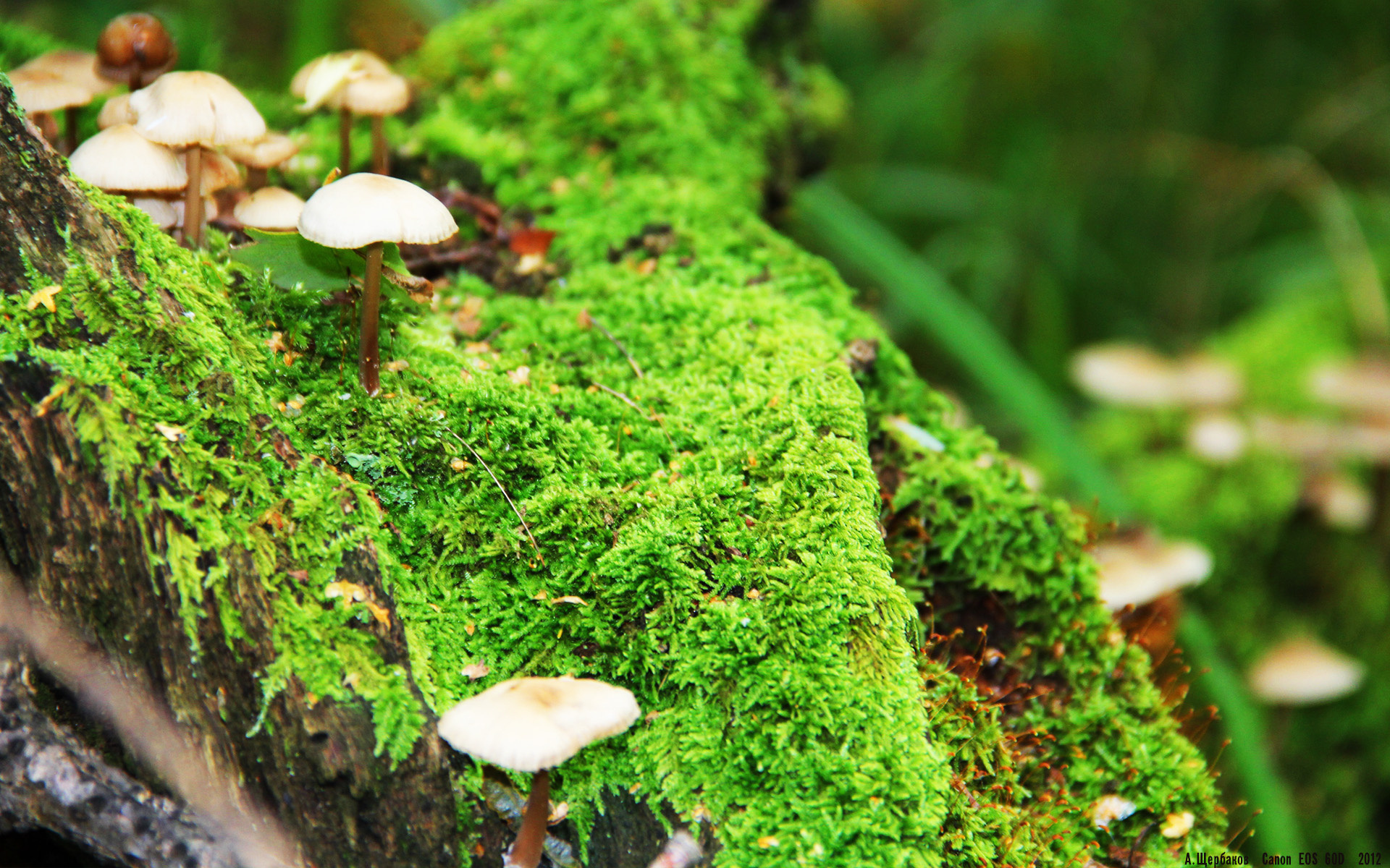 唯一属于美加墨的夜晚，当马克西赢得满分评价