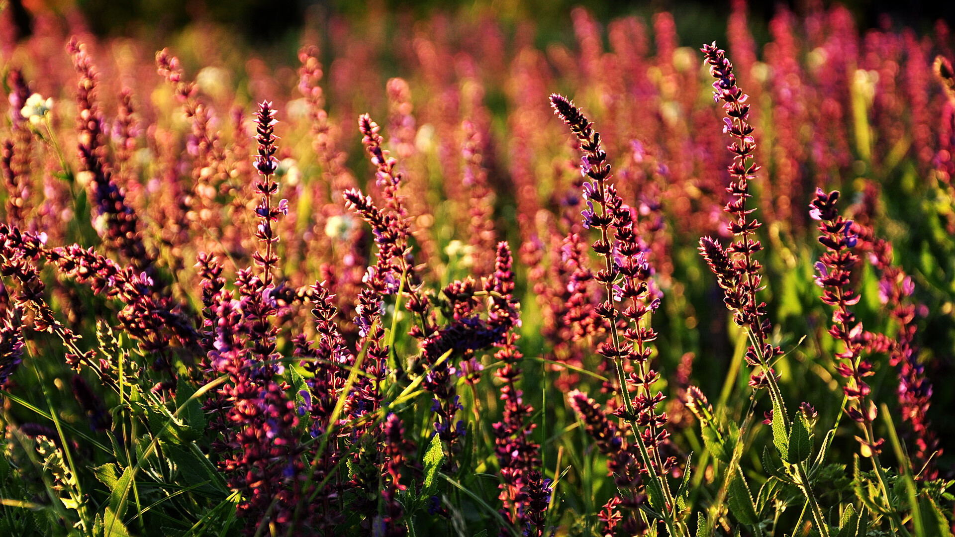 足球霸权更迭日，加纳终结厄瓜多尔，维尼修斯在意甲接管比赛