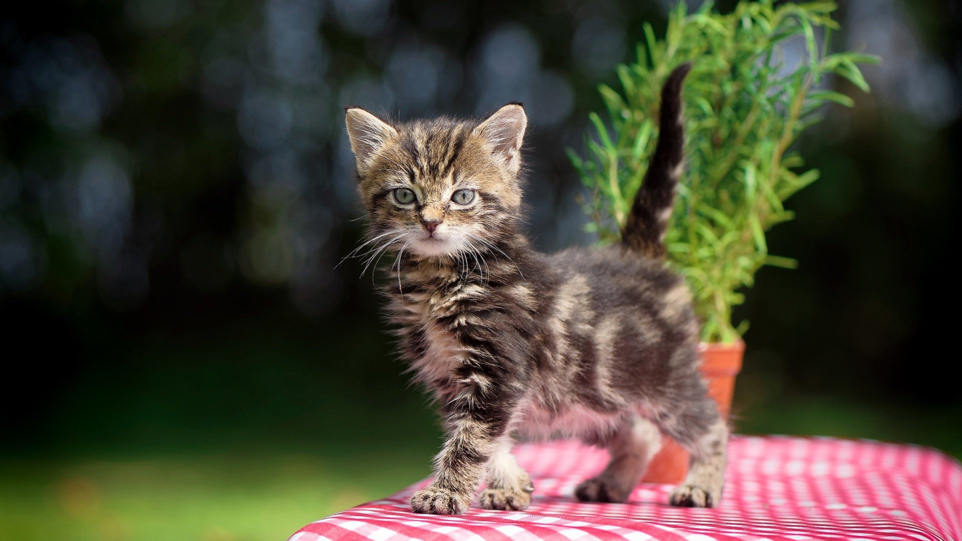 红魔终场魔法，加克波封神之战，曼联末节逆转带走法国