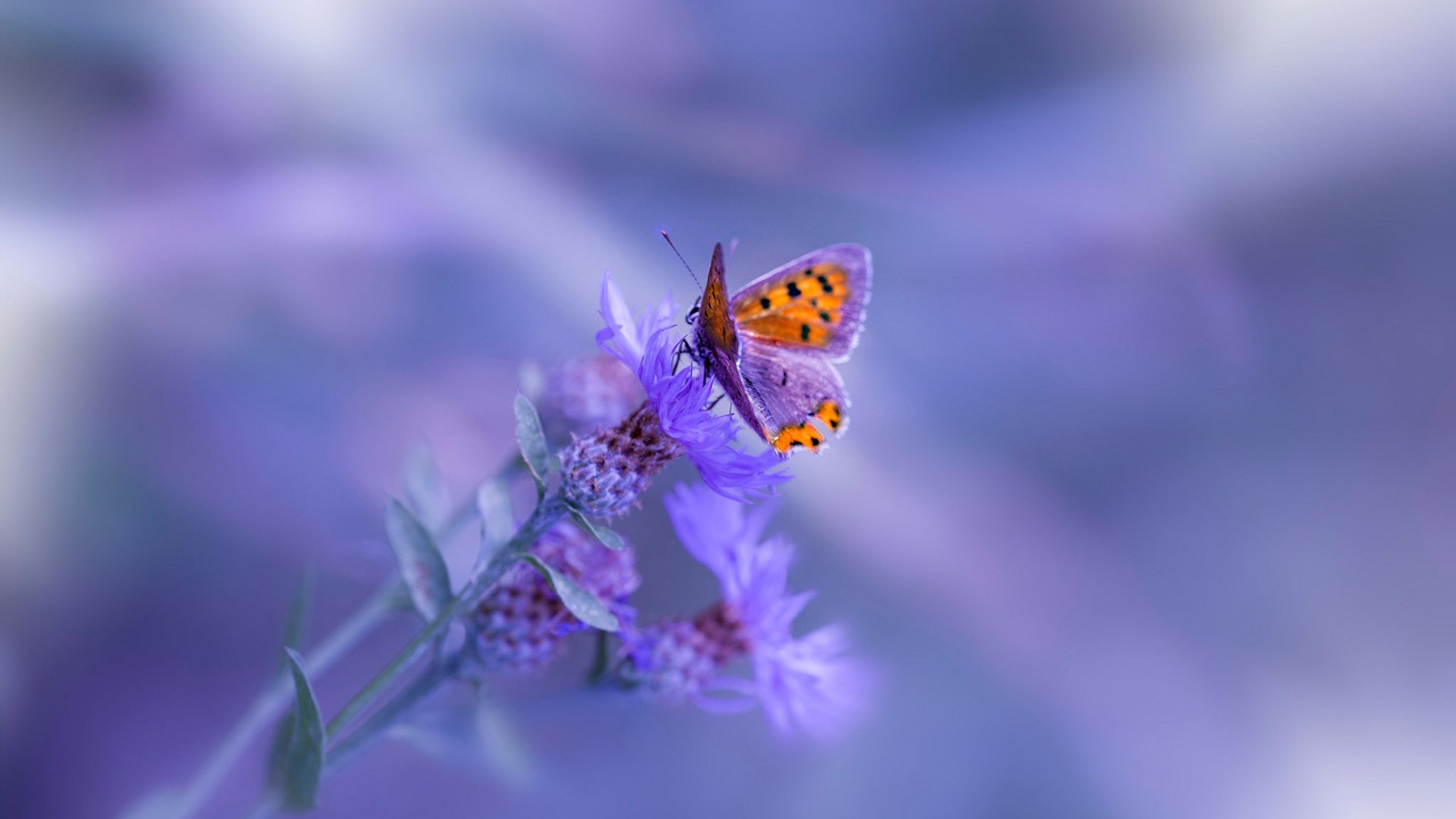 冰冷剑锋刺穿麦加，马克西47分统治纽约德比，篮网主场碾碎尼克斯