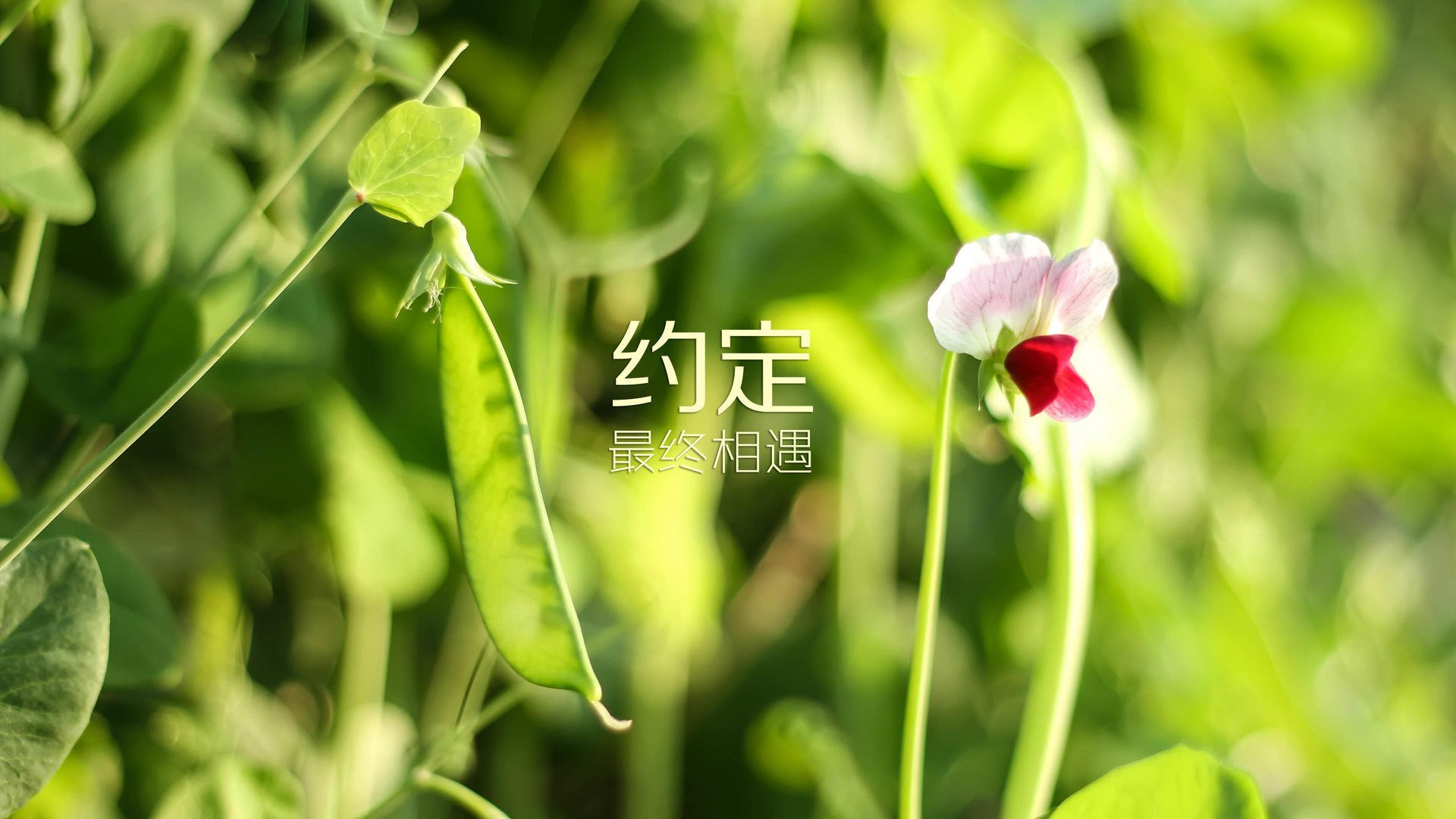 1.悬念悬念类)在A组,一场比赛写就一个国家的宿命,2026,当罗马尼亚遭遇摩洛哥,内马尔成了唯一的钥匙